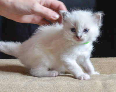 ragdoll kitten
